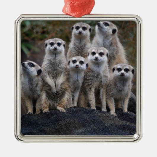 Meerkat Tiersafari Afrika niedliches Suricate Silbernes Ornament (Vorne)