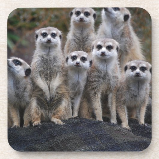 Meerkat Tiersafari Afrika niedliches Suricate Untersetzer (Vorderseite)