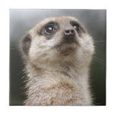Meerkat Tile Fliese (Vorderseite)