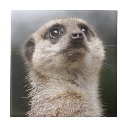 Meerkat Tile Fliese (Vorderseite)