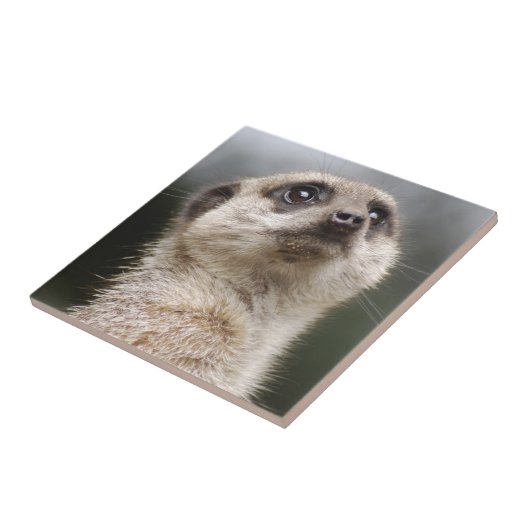 Meerkat Tile Fliese (Seite)