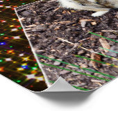 Meerkat Twinkle Stars, Poster (Ecke)