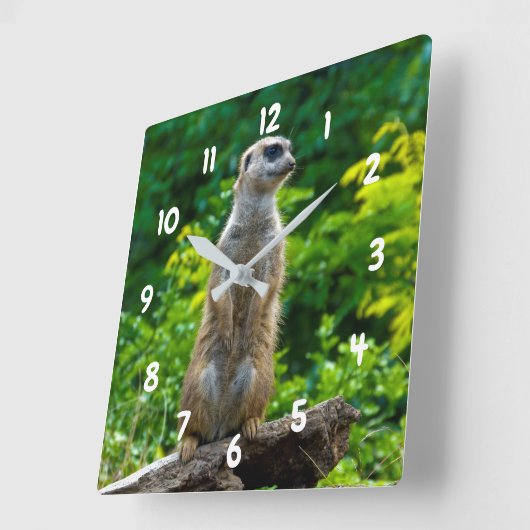 Meerkat Uhr (Winkel)