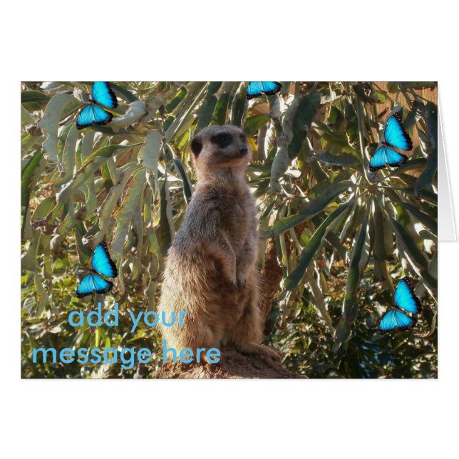 Meerkat und blaue Schmetterlinge, (Vorderseite (Horizontal))