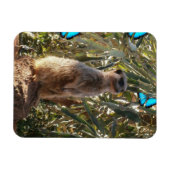 Meerkat und blaue Schmetterlinge, Magnet (Horizontal)