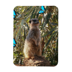 Meerkat und blaue Schmetterlinge, Magnet