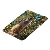 Meerkat und blaue Schmetterlinge, Magnet (Linke Seite)