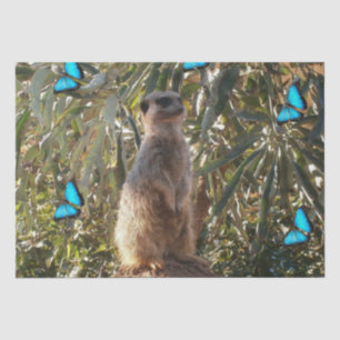 Meerkat und blaue Schmetterlinge, Seidenpapier