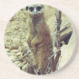 Meerkat Untersetzer