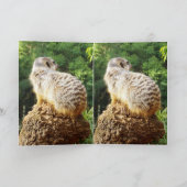 Meerkat Vermisst You, Karte (Innenseite)