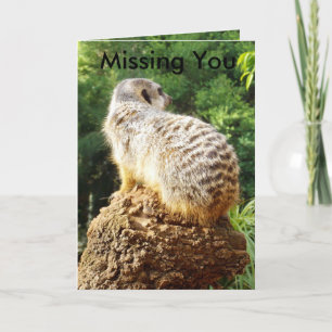 Meerkat Vermisst You, Karte