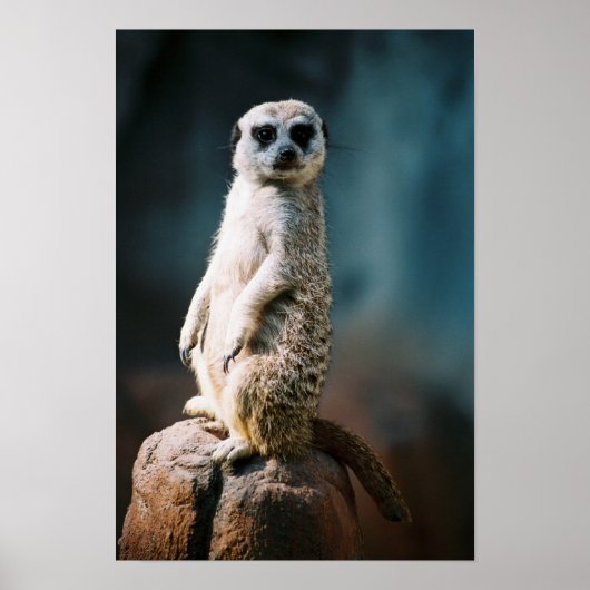 Meerkat Watch - Poster (Vorne)