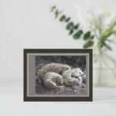 Meerkat Wildlife Postkarte (Stehend Vorderseite)