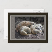 Meerkat Wildlife Postkarte (Vorne/Hinten)