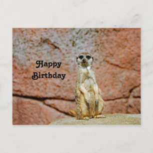 Meerkat-Wildtier-Foto-Geburtstag Postkarte