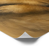 Meerkat-Zuneigung Poster (Ecke)