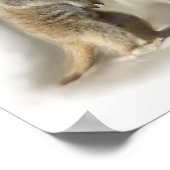 Meerkat-Zwillinge Poster (Ecke)