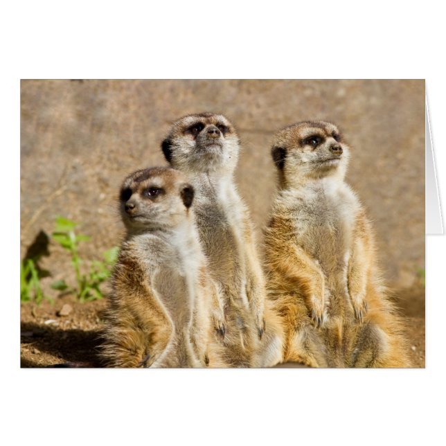 Meerkats (Vorderseite (Horizontal))