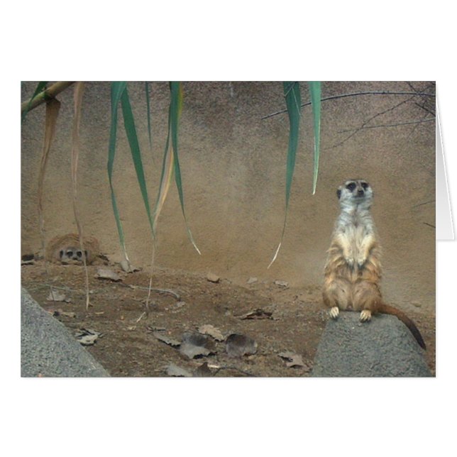 Meerkats (Vorderseite (Horizontal))