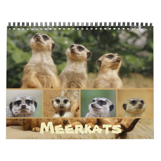 Meerkats 002 kalender (Titelbild)