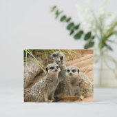 Meerkats auf dem Ausblick Postkarte (Stehend Vorderseite)