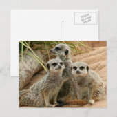 Meerkats auf dem Ausblick Postkarte (Vorne/Hinten)