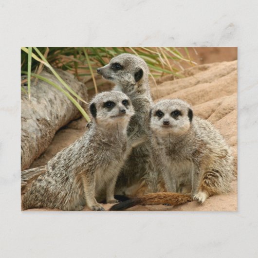 Meerkats auf dem Ausblick Postkarte (Vorderseite)