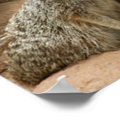 Meerkats auf der Suche Poster (Ecke)