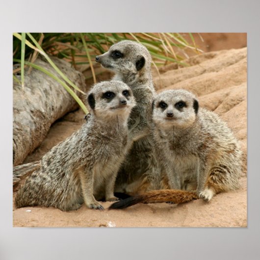 Meerkats auf der Suche Poster (Vorne)
