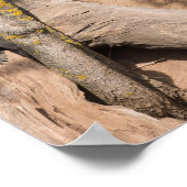 Meerkats in der natürlichen Lebenswelt Poster (Ecke)