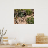 Meerkats in der natürlichen Lebenswelt Poster (Küche)