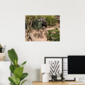 Meerkats in der natürlichen Lebenswelt Poster (Heimbüro)