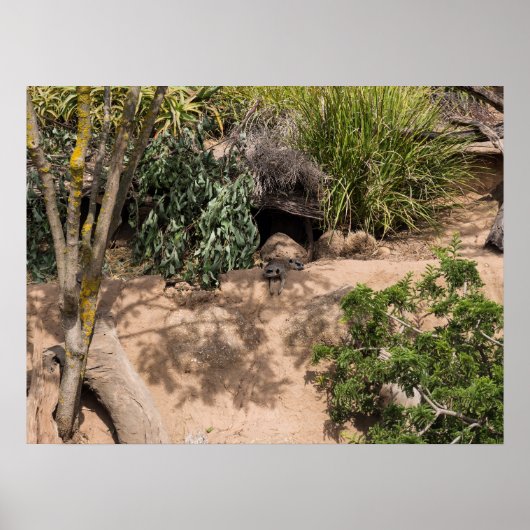 Meerkats in der natürlichen Lebenswelt Poster (Vorne)