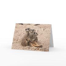 Meerkats in einer Wirrwarr-Gruß-Karte