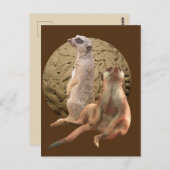 Meerkats Indianapolis Zoo Postkarte (Vorne/Hinten)
