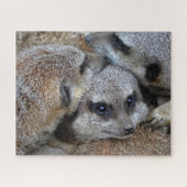 Meerkats Jigsaw Puzzle (Horizontal)