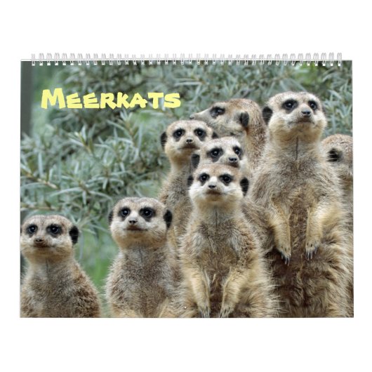 Meerkats Kalender (Titelbild)