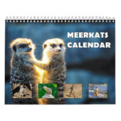 Meerkats Kalender (Titelbild)