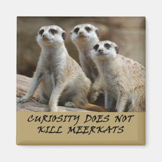 Meerkats Kühlschrankmagnet