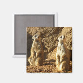 Meerkats Magnet (Vorderseite/Rückseite)