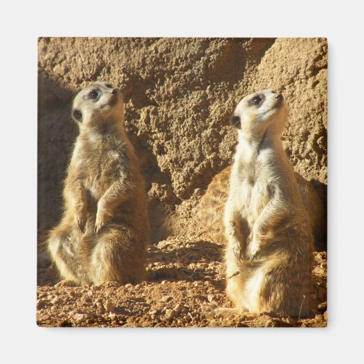 Meerkats Magnet (Vorne)