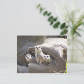 Meerkats Postkarte (Stehend Vorderseite)