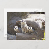 Meerkats Postkarte (Vorne/Hinten)