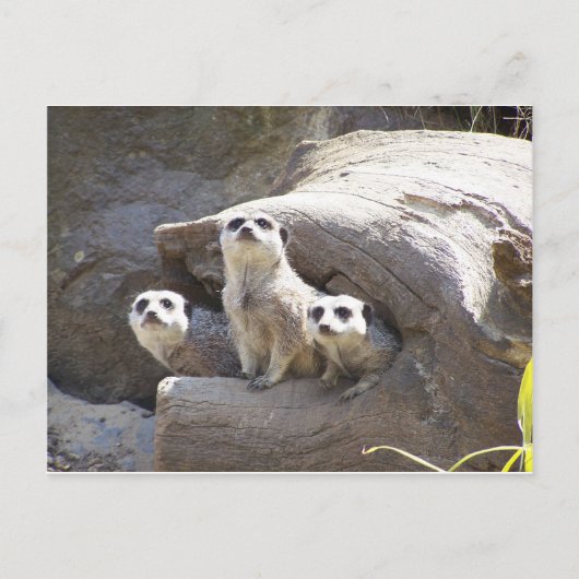 Meerkats Postkarte (Vorderseite)