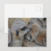 Meerkats Postkarte (Vorne/Hinten)
