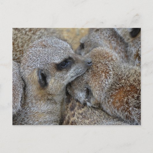 Meerkats Postkarte (Vorderseite)