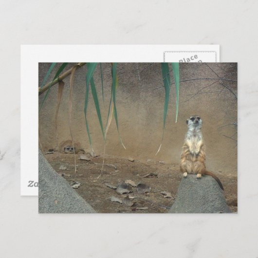 Meerkats Postkarte (Vorne/Hinten)