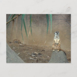 Meerkats Postkarte