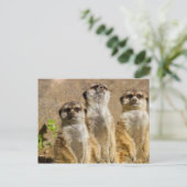 Meerkats Postkarte (Stehend Vorderseite)