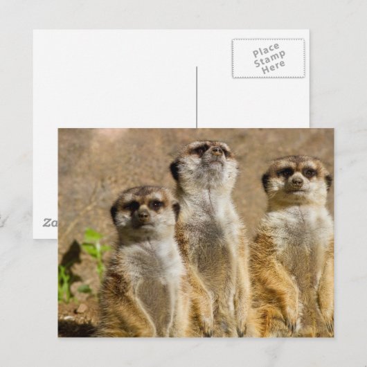 Meerkats Postkarte (Vorne/Hinten)
